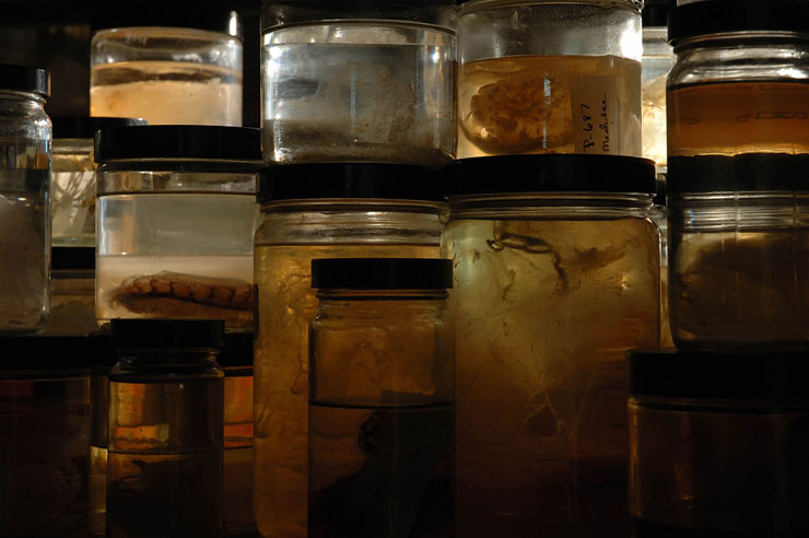 Jars from Marine Invertebrate Museum, U of M.<br>
Photo provided by Michele Oka Doner.
