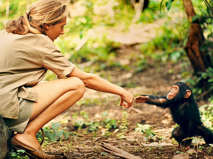 Jane Goodall in 
