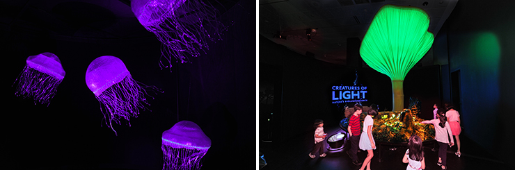 LEFT: Crystal Jelly. RIGHT: Glowing Mushrooms.
