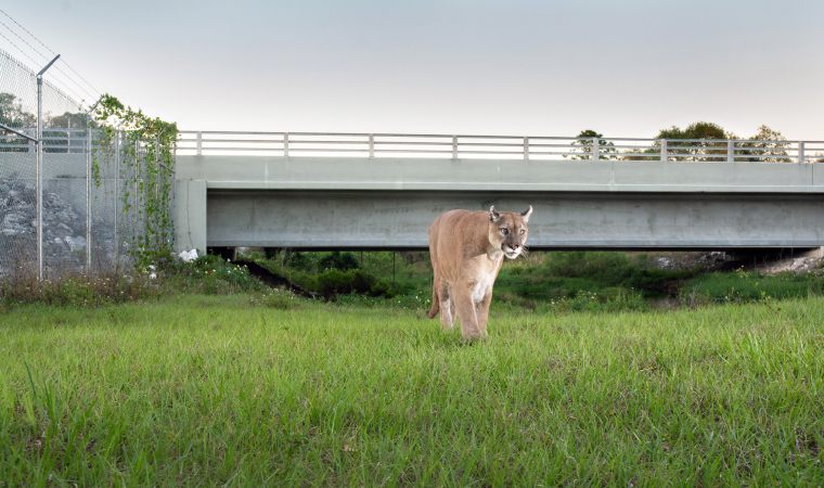 A male Florida panther travels beneath a wildlife underpass to avoid traffic on State Road 80 near LaBelle, Florida, in the documentary 