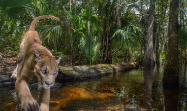 A male Florida panther leaps over Carlton Ward Jr.'s