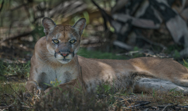 Carlton Ward Jr. took this photo of a Florida panther while heading into the back country to monitor a camera trap site, in the documentary