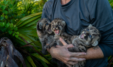 During a den survey of a Florida panther, veterinarian Dr. Lara Cusack assesses the health of three wild kittens, in the documentary 