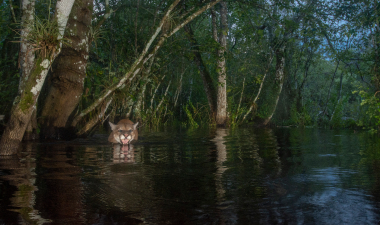 Chin-deep in water, a male Florida panther wades through a flooded section of a trail in the Fakahatchee Strand within Florida Panther National Wildlife Refuge, in the documentary 