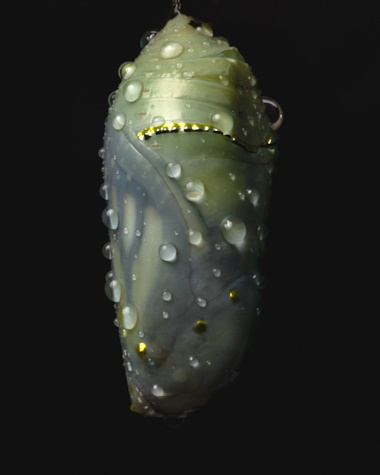 “Gilded Crysalis” from 