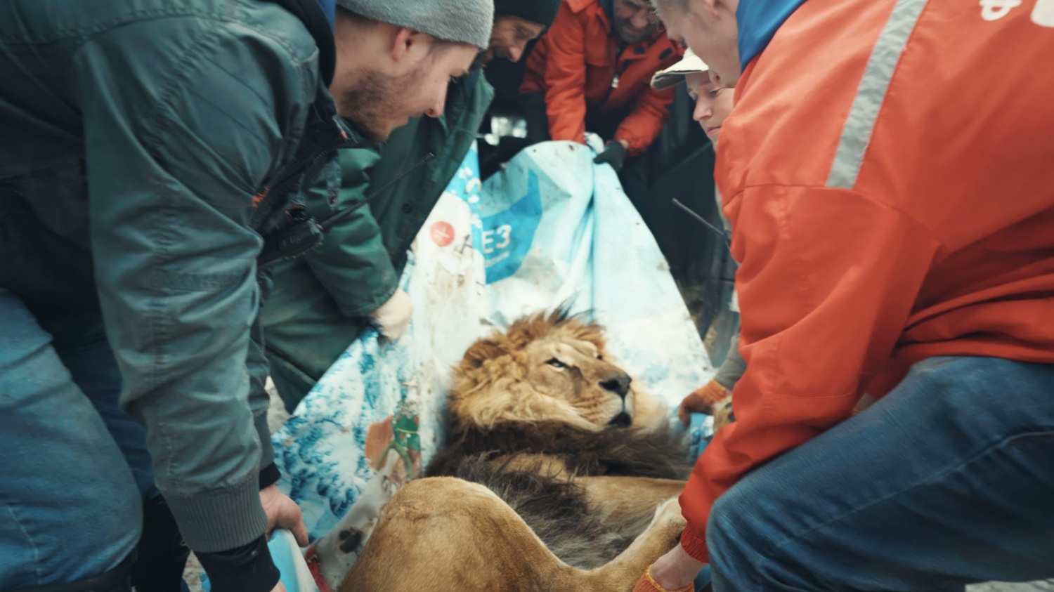 Volunteers and workers at Feldman EcoPark in Kharkiv, Ukraine, load a lion into a truck in an evacuation effort from Russian bombings. (Photo courtesy of the film)