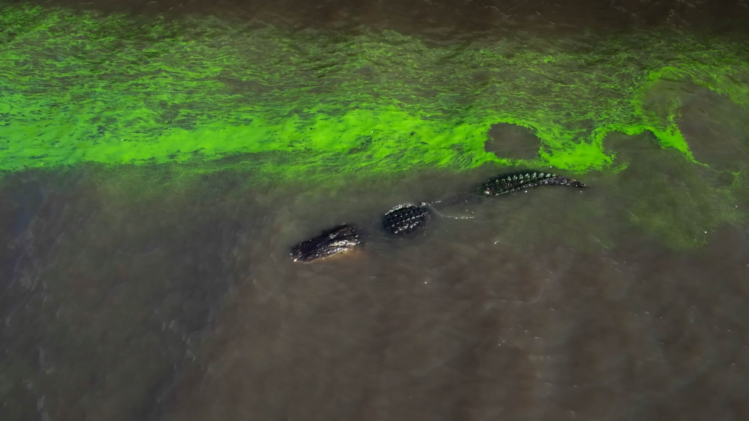 An alligator swims through a blue-green algae bloom in the documentary