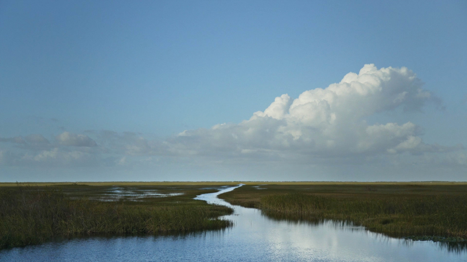 An aerial view of a sawgrass marsh in the Florida Everglades in the documentary