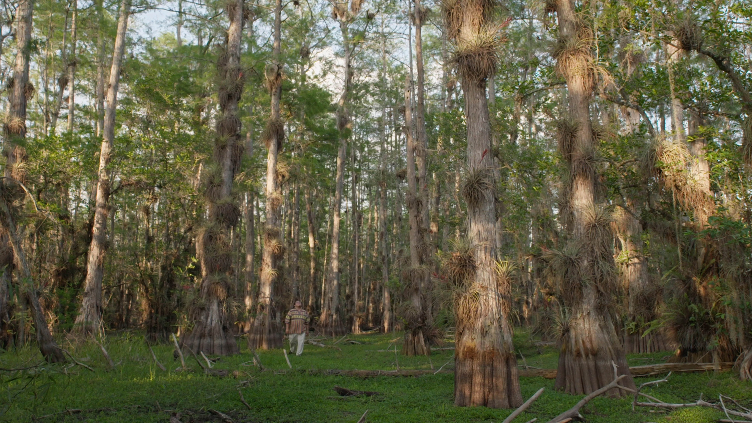 Reverend Houston R. Cypress walks through a cypress dome in the documentary